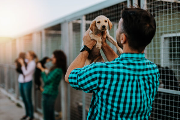 Hunden ein Zuhause geben – Vergleich von Tierheim, Privat und Züchter